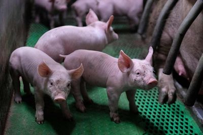 Breakthrough as scientists successfully revive dead pig organs
