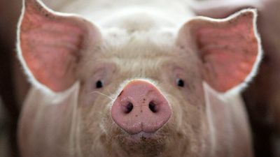 Organ decay halted, cell function restored in pigs after death, say Yale researchers