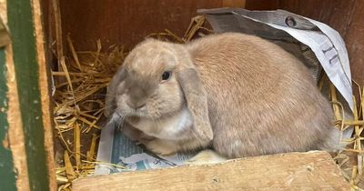 Two rabbits left dumped in a cardboard box on a Lanarkshire street