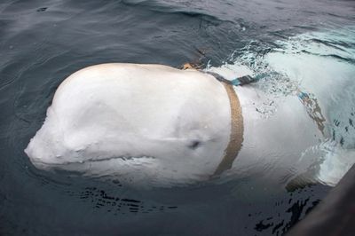 Beluga whale spotted in France's Seine river