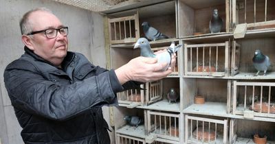 Lost homing pigeon accidentally ends up thousands of miles away after blunder