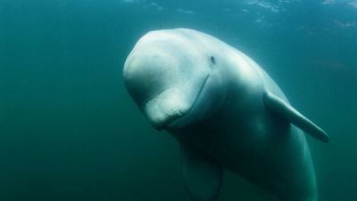 Concern for welfare of Beluga whale spotted in French river