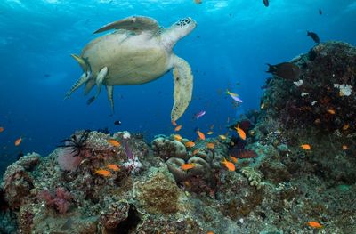 Australia to protect Barrier Reef by banning coal mine