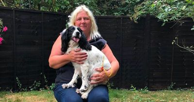 Pet dog returned to owner after being missing for seven painful years