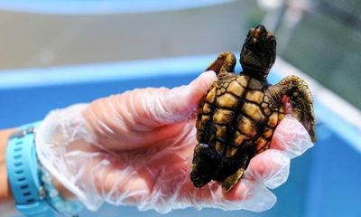 Global heating means almost every sea turtle in Florida now born female