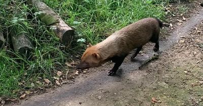 Mystery over animal 'spotted in local park'