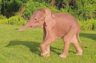 Rare white elephant born in Myanmar