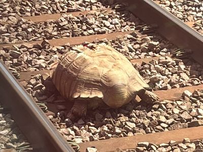 Giant tortoise hit by train after escaping pet shop ‘to find girlfriend’ set to make full recovery
