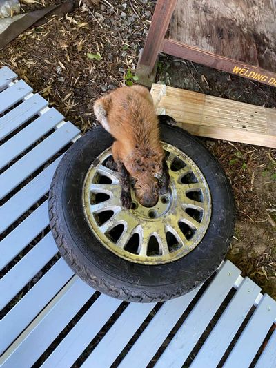 Mouse Chasing Fox Got Wheel Stuck