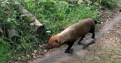 Small furry 'half pig-half fox' animal 'spotted in park' leaving locals baffled