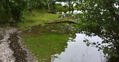 Dog owners hit with stark warning over blue-green algae as sightings soar
