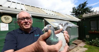 Man reunited with prized pigeon Bob after it got lost on its way home to Gateshead - and ended up in Alabama