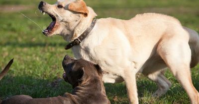 RSPCA's advice on what to do if your neighbour's dog won't stop barking