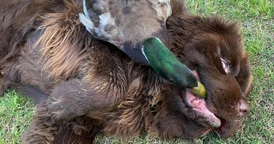 Dog and duck are inseparable and refuse to fall in love with their own kind