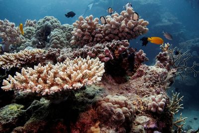 Parts of Australia’s Great Barrier Reef show fragile comeback