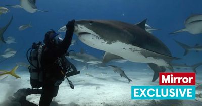 Man friends with 'affectionate' shark wants to rebrand 'attacks' as 'mistakes'