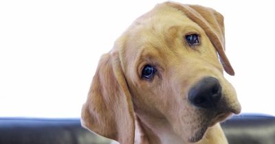 'My dog keeps aggressively humping strangers - and it's getting dangerous'