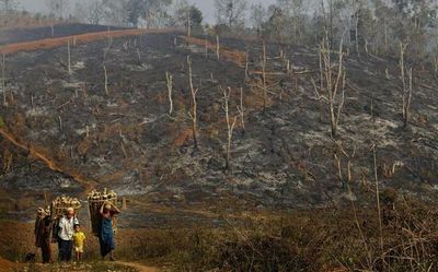 Data | Assam, Arunachal and Mizoram saw the biggest increases in encroachment of forest land in past two decades