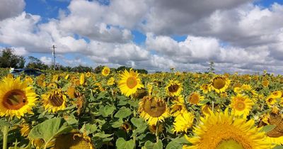 We visited a huge field of sunflowers in Dublin and it was breathtaking