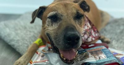 Dog's life saved by kind strangers just before disease spread to his brain