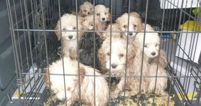 Desperate plea issued after 20 puppies dumped in crate in layby