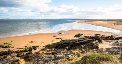 Most common snakes in Scotland and what to do if you spot one in the wild
