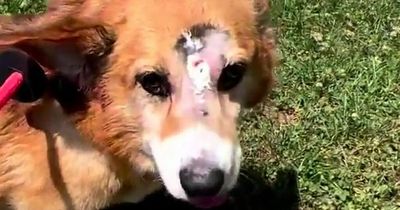 Dog's miraculous recovery after being shot in the head at close range