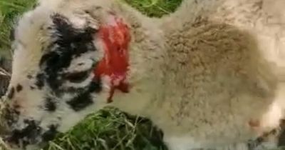 Scots farmer 'heartbroken' after pet lamb had ear ripped off in horror dog attack