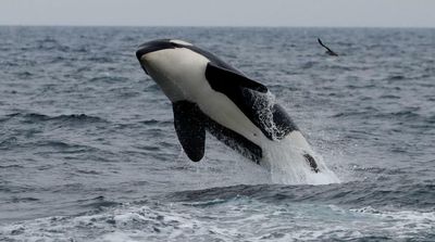 Study: World’s Wildlife More at Risk Than Realized