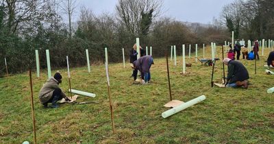 Calls for faster tree planting in Bristol to protect city from extreme heatwaves