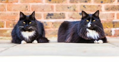 Hospice moggies named cats of the year for supporting people at end of their life