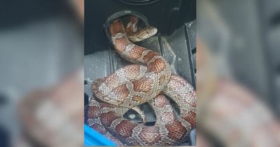 Mechanic 'nearly has heart attack' after finding snake in Ford Focus