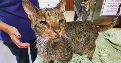 Scottish SPCA appeals for information after poorly cat found in Larkhall