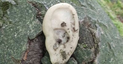 Creepy 'human ear' found on a tree at tourist attraction in Laois