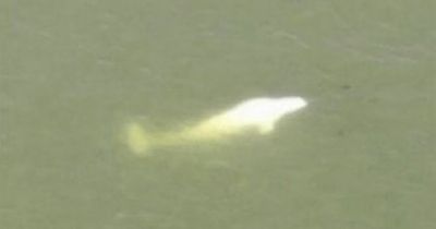 Race against time to rescue beluga whale heading for Paris along River Seine