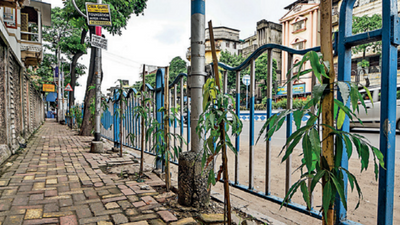 City to get 50,000 trees by October under Kolkata Municipal Corporation green mission