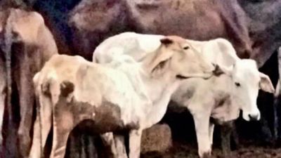 Lumpy skin disease in Rajasthan: Toll rises to 5,807, Jodhpur worst hit