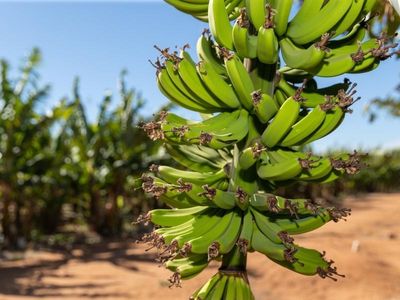 Banana freckle outbreak grows in NT
