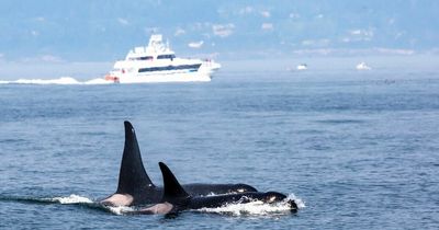 Five rescued after killer whales smash and sink boat in attack off Portuguese coast