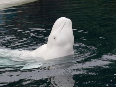 ‘A race against the clock’: Experts fear for beluga whale in the River Seine near Paris