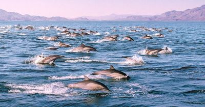 Heroic pod of dolphins fight off huge shark about to attack Brit swimmer