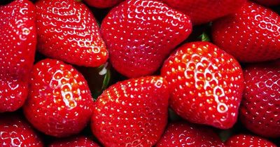 Red berries found to ward off diseases like cancer, diabetes, and obesity, says study