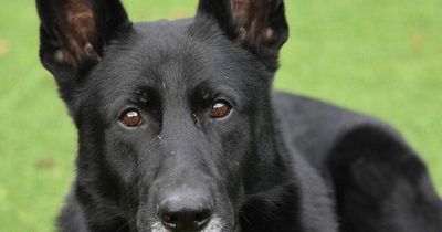 Sadness as Bristol police dog Bear dies