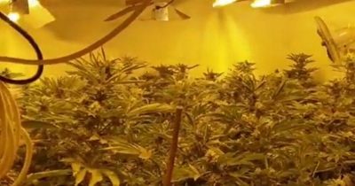 Inside the cannabis farm found in a house in Oldham as police make arrest