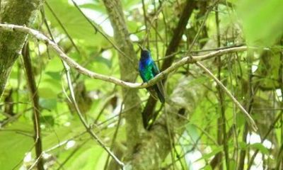 Rare hummingbird last seen in 2010 rediscovered in Colombia