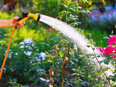 How to look after your garden during the hosepipe ban