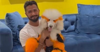 Puppy's extreme makeover turns him into a Pokémon - and he loves his new look