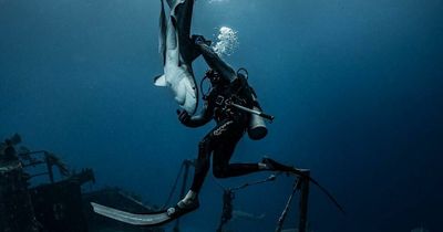 Brave diver holds 7ft-long shark for a full minute after hypnotising the predator