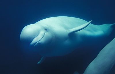 Beluga whale: Why is the animal stranded in France’s River Seine
