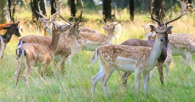 Fears feeding Phoenix Park deer could make them bigger and more aggressive